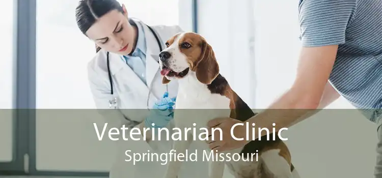 Veterinarian Clinic Springfield Missouri