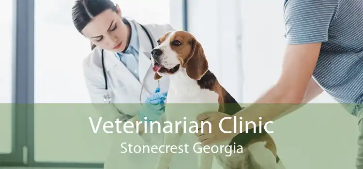 Veterinarian Clinic Stonecrest Georgia