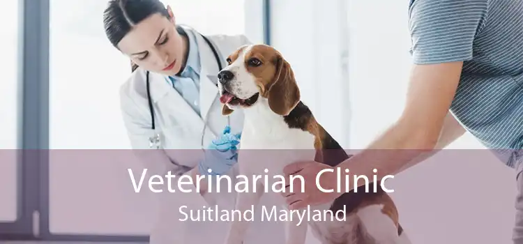 Veterinarian Clinic Suitland Maryland