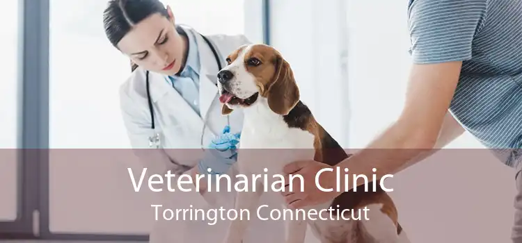 Veterinarian Clinic Torrington Connecticut