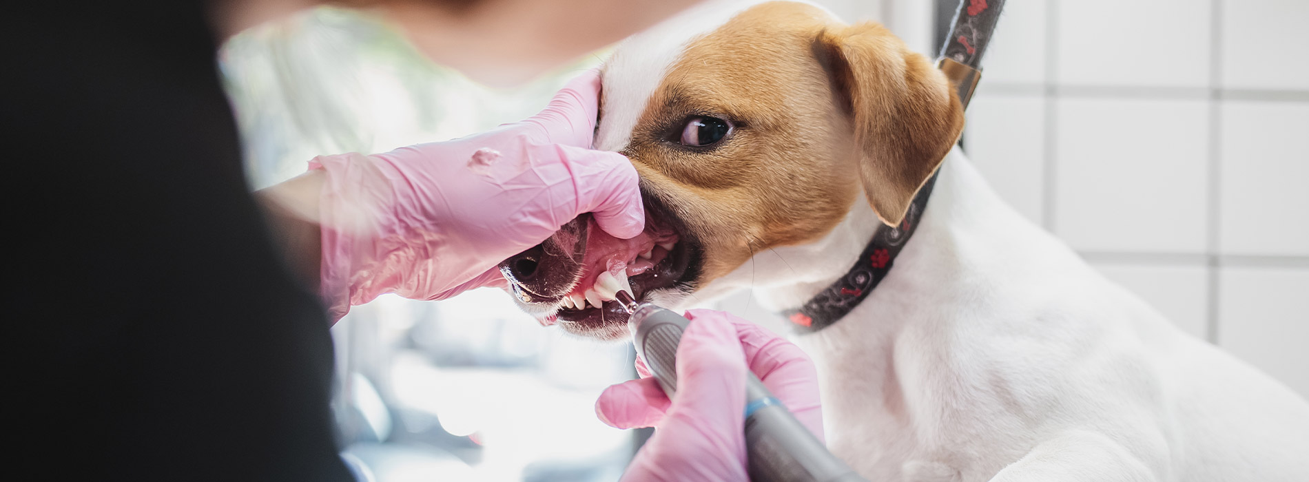 Dog Dentist Dog Dental Hygiene Clinic Near Me