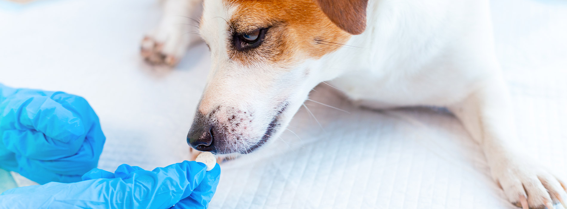 Emergency Vet Manila 24 Hour Emergency Vet Near Me