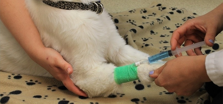 Dog Euthanasia Drugs